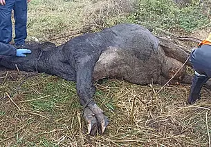 В Могилевском районе сотрудники МЧС вытащили из болота корову