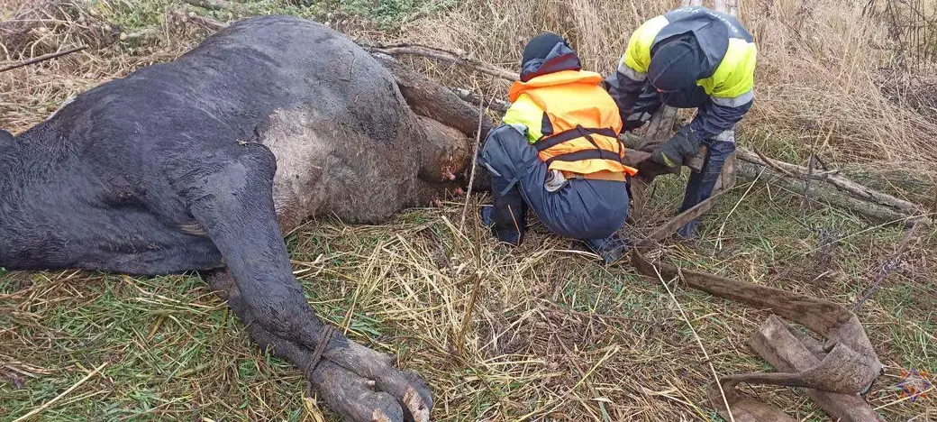 24.10.22 В Могилевском районе сотрудники МЧС вытащили из болота корову. Фото: МЧС