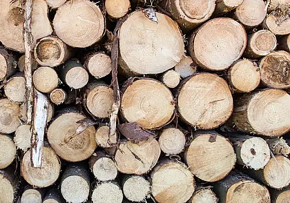 Бобруйчане незаконно рубили сосны. Заплатят штраф до 3 800 рублей