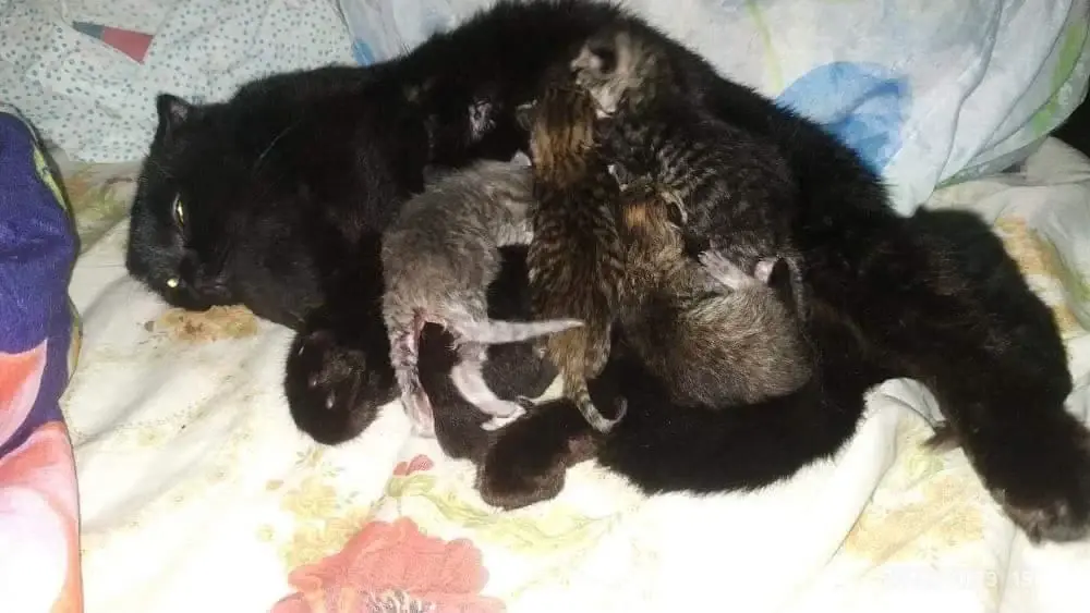 Теперь у мамы-кошки целых 8 малышей.