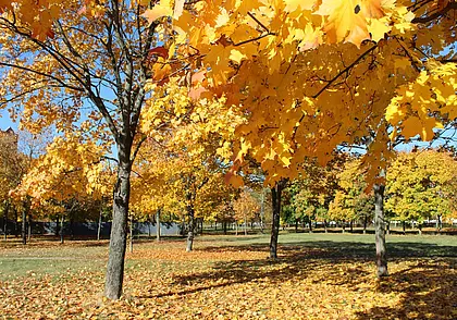 В воскресенье – сильные дожди: прогноз погоды в Могилеве на 5-6 октября