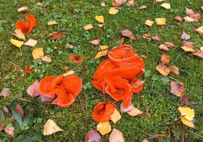 В Беловежской пуще нашли гриб, помогающий диагностировать различные виды рака