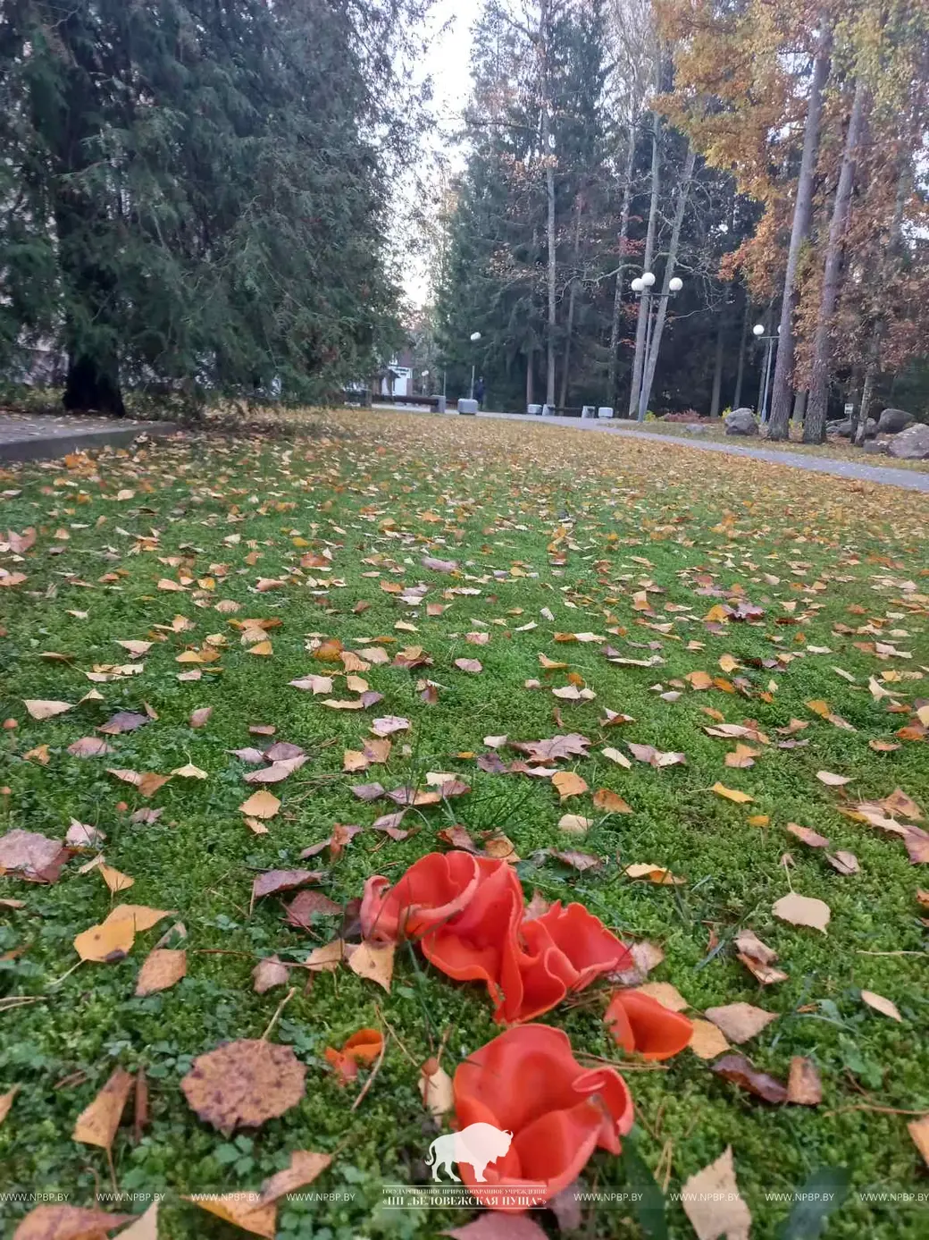 Гриб Алеврия оранжевая (Aleuria aurantia) похож на цветок. Фото : ГПУ НП «Беловежская пуща».