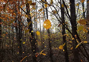 Без существенного похолодания. Прогноз погоды на неделю 31 октября – 6 ноября
