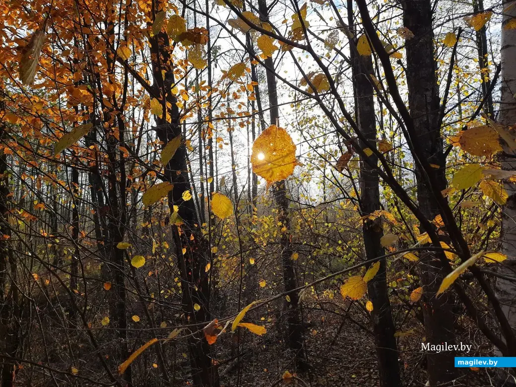 После дождя в осеннем лесу.