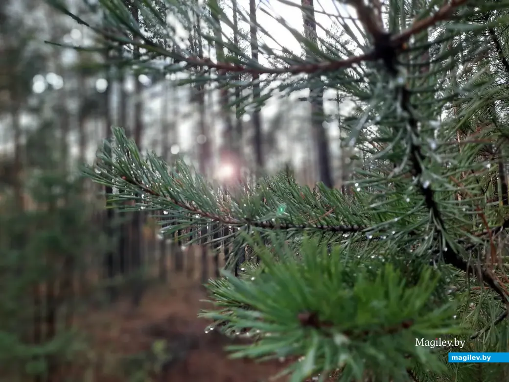 После дождя в осеннем лесу.