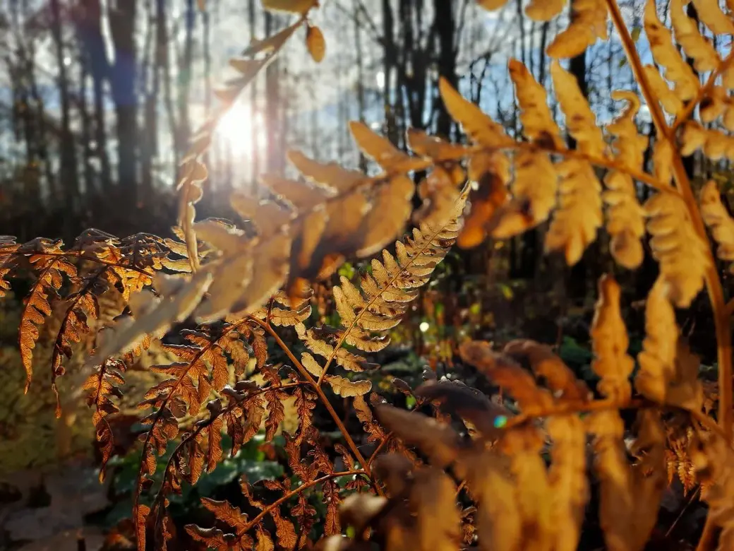 После дождя в осеннем лесу.