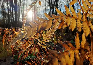 После дождя в осеннем лесу. Фотозарисовка