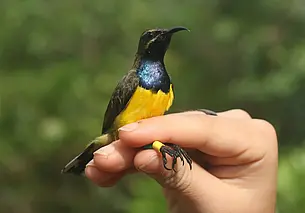 На отдаленных островах Индонезии обнаружили несколько новых видов птиц