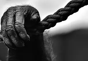 В Китае врачи успешно пересадили свиные органы обезьянам