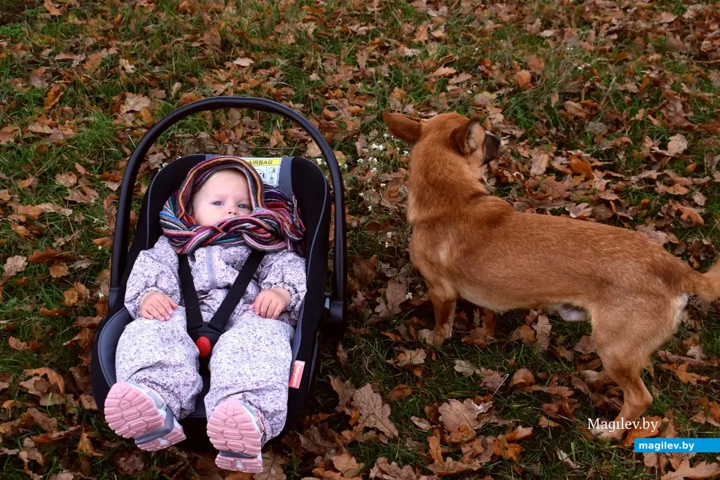 21.10.2022, д. Слободка, Бобруйский район. Маленькая Кассиопея и пес Рыжий.