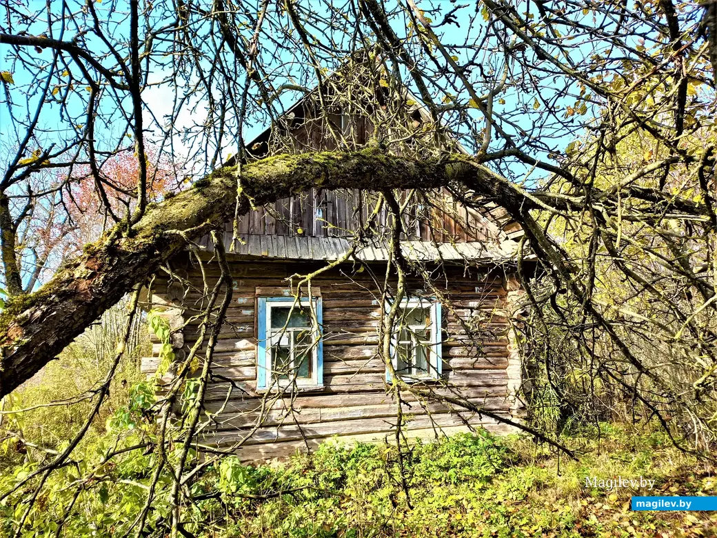 Деревня Павлинка Белыничского района, октябрь, 2022 года.