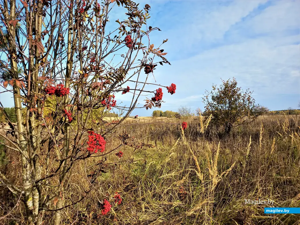 Деревня Павлинка Белыничского района, октябрь, 2022 года.