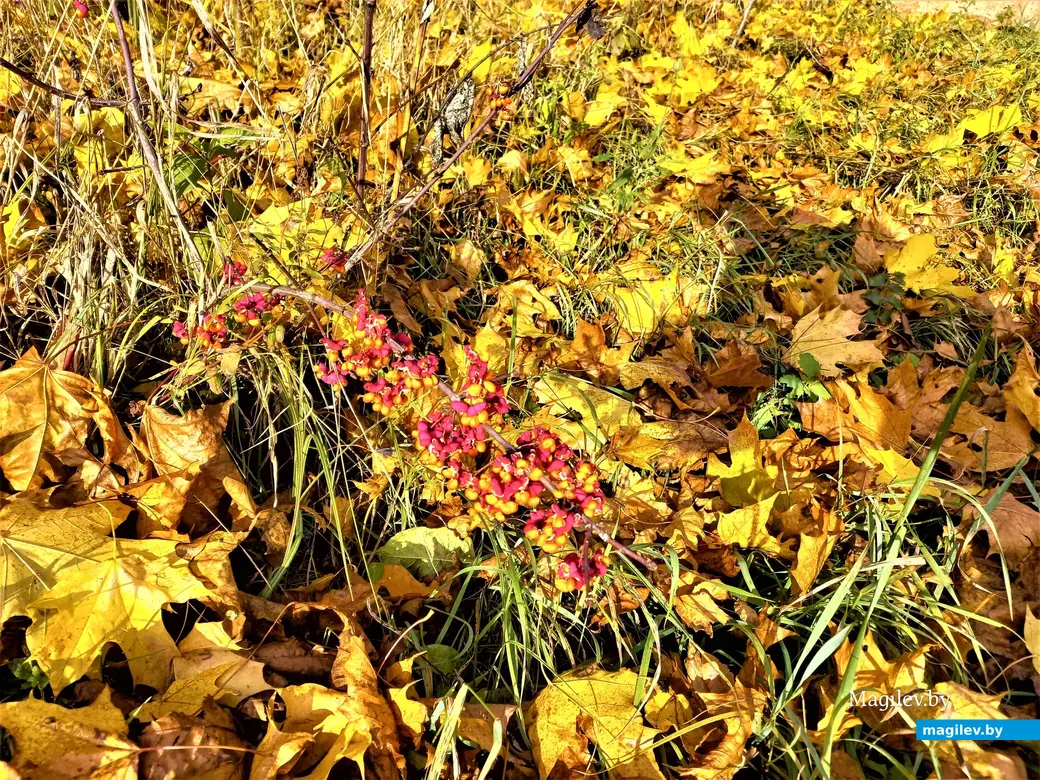 Деревня Павлинка Белыничского района, октябрь, 2022 года.