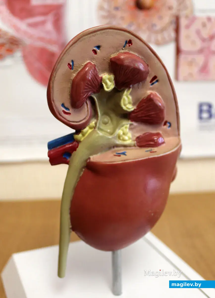 Здоровая почка.