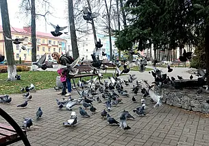 Символ мира или «летающие крысы»? Жаркий спор о голубях в бобруйском сквере на улице Минской