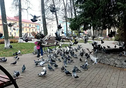 Символ мира или «летающие крысы»? Жаркий спор о голубях в бобруйском сквере на улице Минской