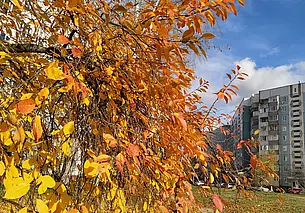 Пройдут кратковременные дожди: прогноз погоды в Могилеве на 28-29 сентября