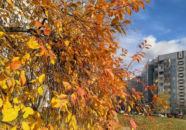 Температура дневная +5 -10°С, возможен дождь. Погода на выходные – с 5 по 7 ноября