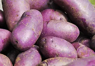 «Она праздничная, поднимает настроение». Как бобруйчанин выращивает фиолетовую картошку