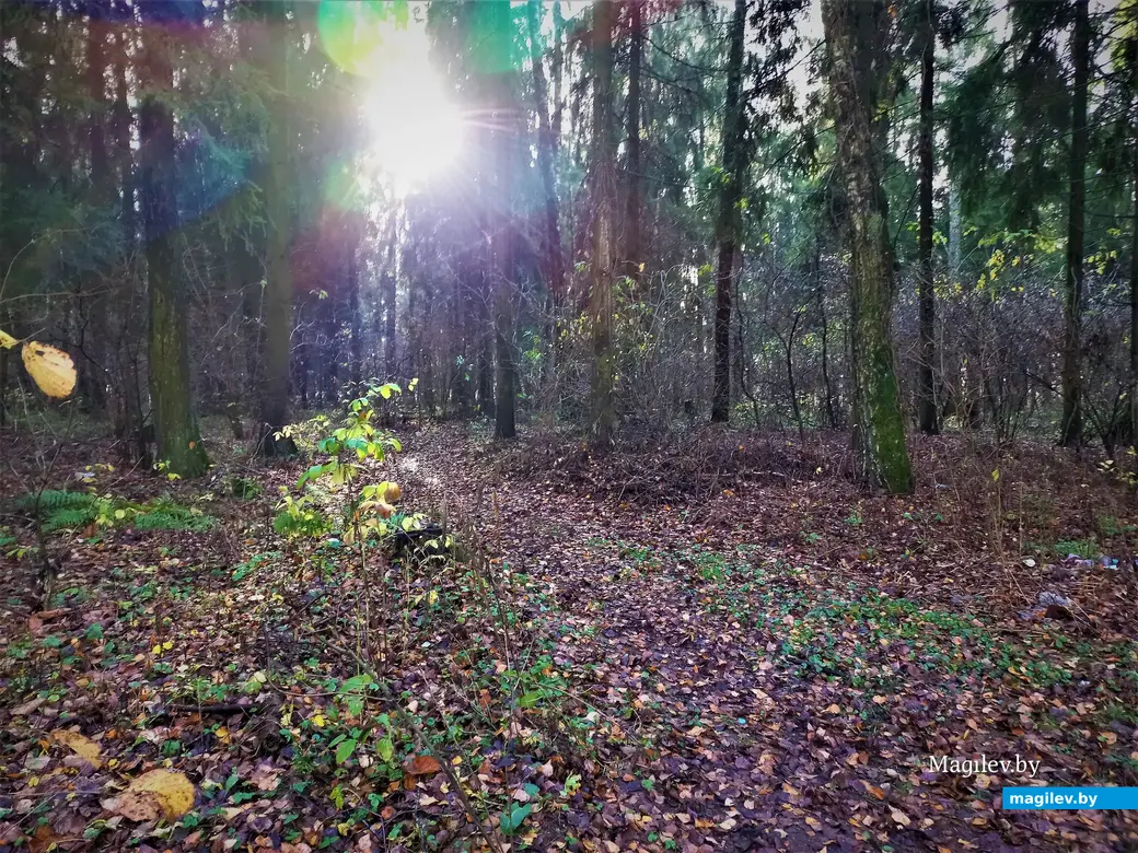 Могилев, Казимировка, 08.11.2022 года.