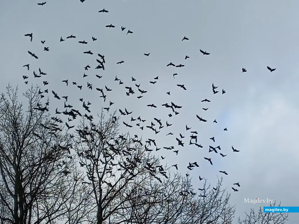 Могилев, Казимировка, 08.11.2022 года.