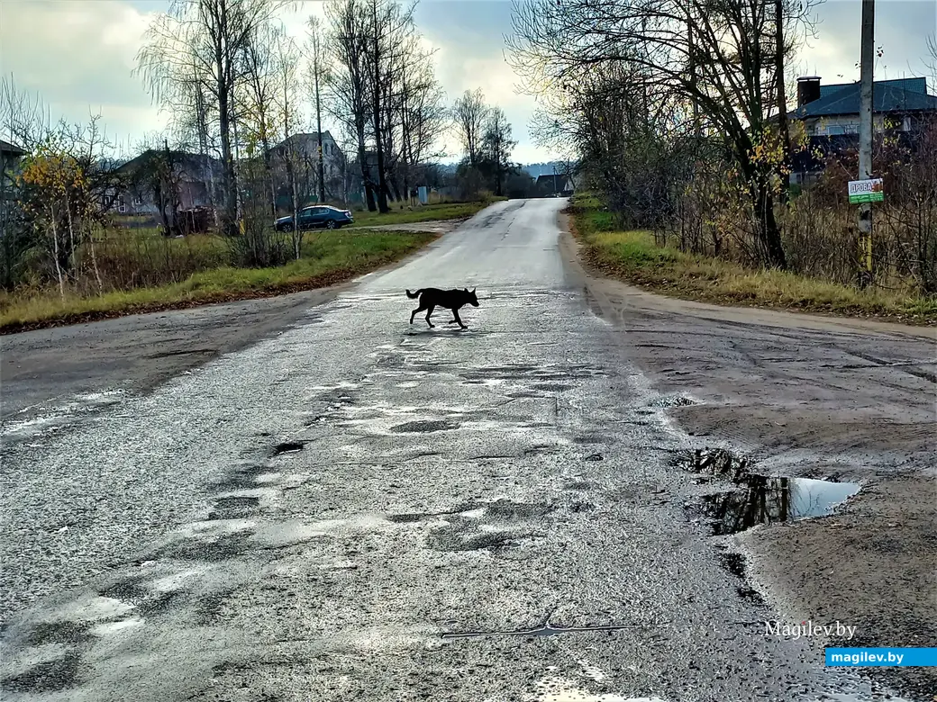 Могилев, Казимировка, 08.11.2022 года.