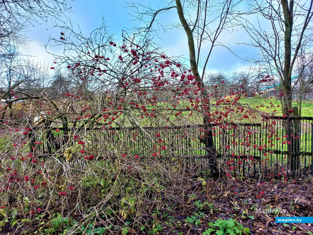 Могилев, Казимировка, 08.11.2022 года.