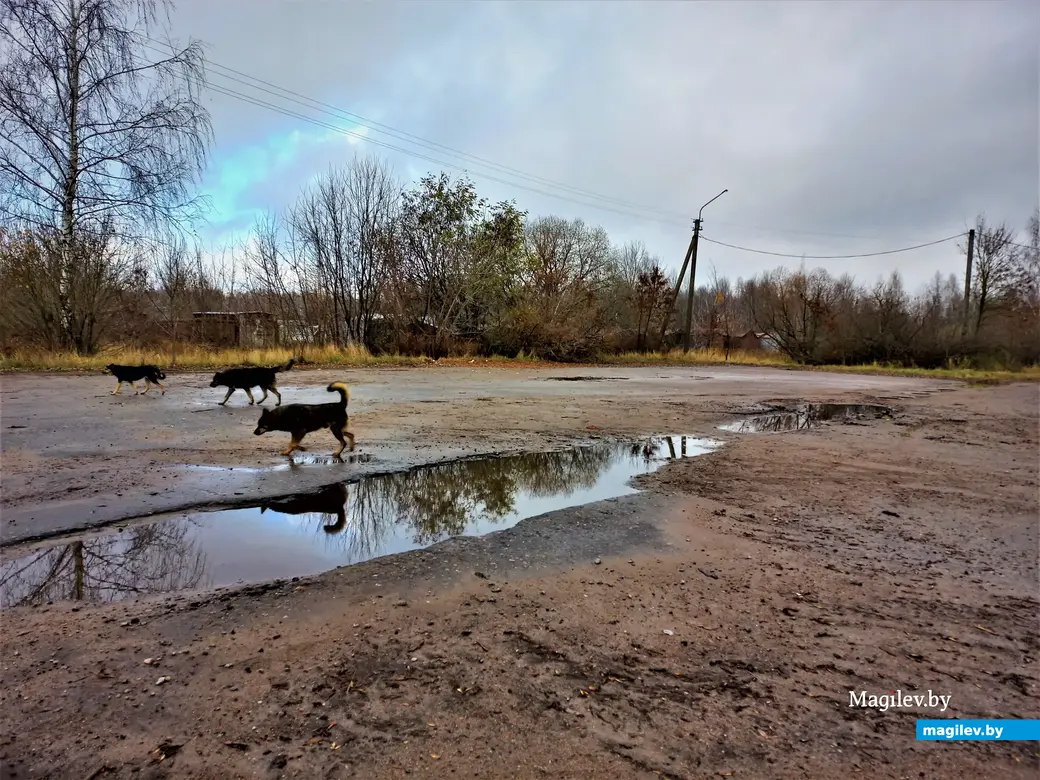 В компании друзей четвероногих. Осенняя прогулка по окраинам микрорайона  Казимировка | magilev.by