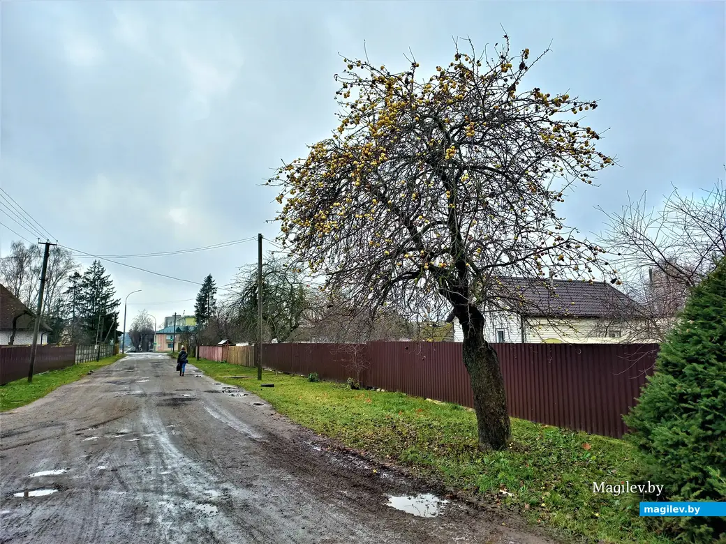 Могилев, Казимировка, 08.11.2022 года.