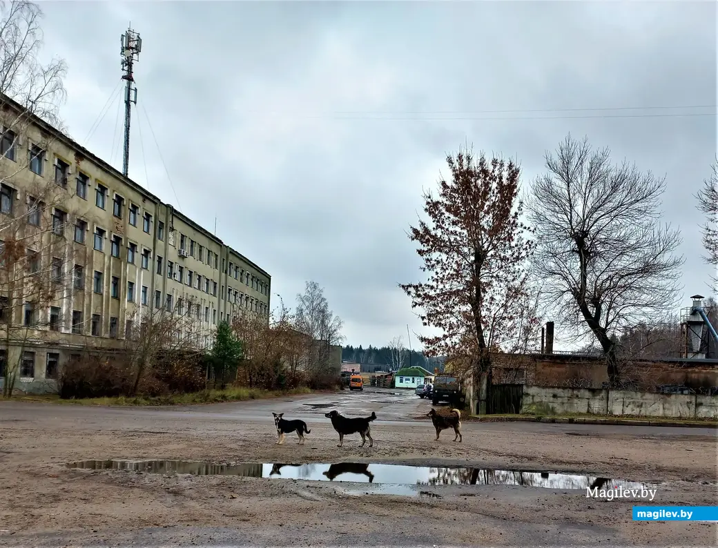 В компании друзей четвероногих. Осенняя прогулка по окраинам микрорайона  Казимировка | magilev.by