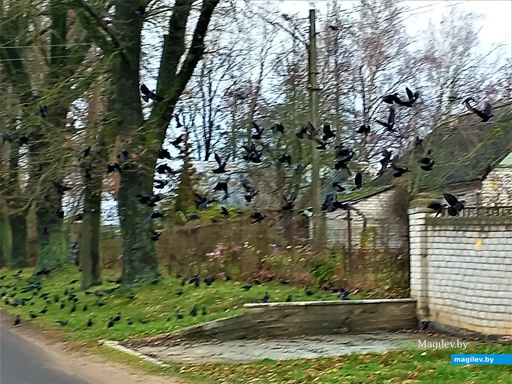 Могилев, Казимировка, 08.11.2022 года.