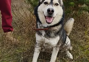 Помогите хвостикам найти дом: подборка объявлений от волонтеров