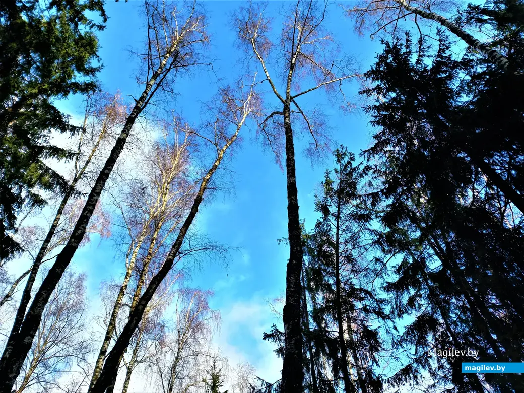 Могилев, Казимировка, 08.11.2022 года.