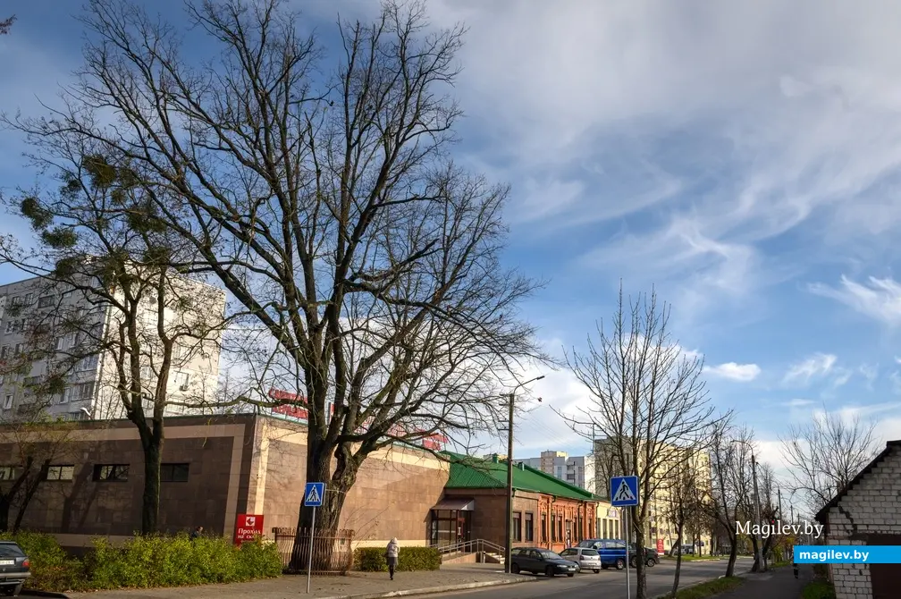 09.11.2022. Бабруйск. Дуб-волат на вуліцы Гоголя