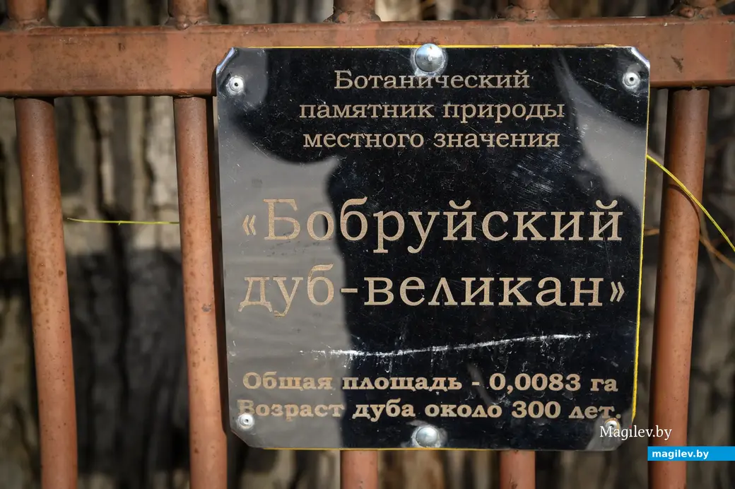 09.11.2022. Бабруйск. Дуб-волат на вуліцы Гоголя