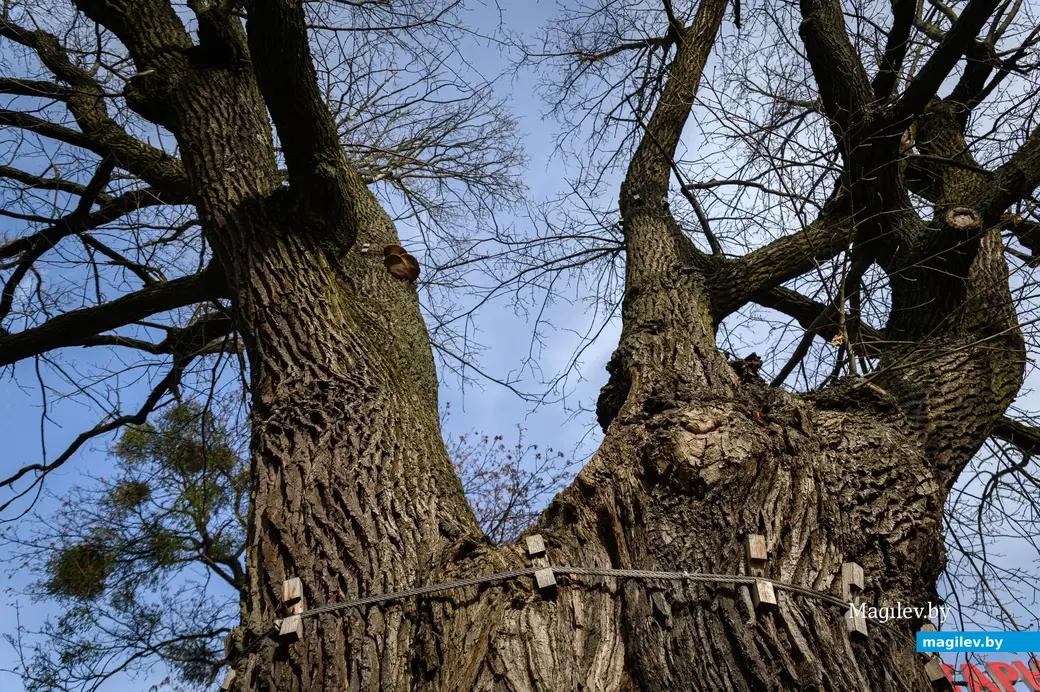 09.11.2022. Бабруйск. Дуб-волат на вуліцы Гоголя