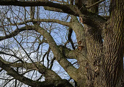 Почему в Бобруйске ворота в парк со стороны улицы Московской закрыты? Спрашивает читатель