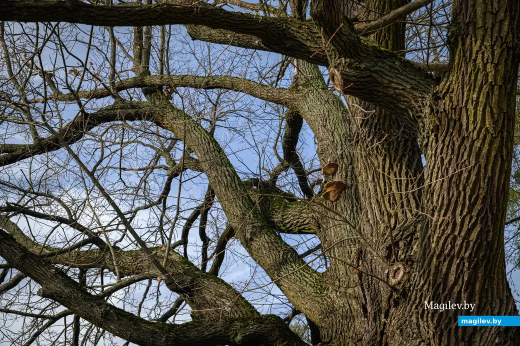 09.11.2022. Бабруйск. Дуб-волат на вуліцы Гоголя