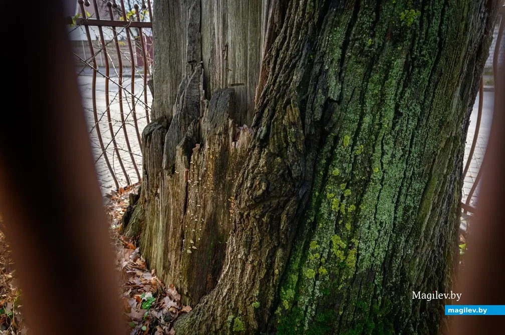 09.11.2022. Бабруйск. Дуб-волат на вуліцы Гоголя