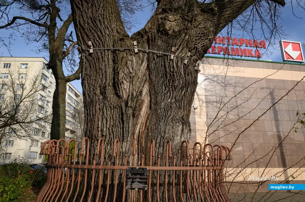 09.11.2022. Бабруйск. Дуб-волат на вуліцы Гоголя