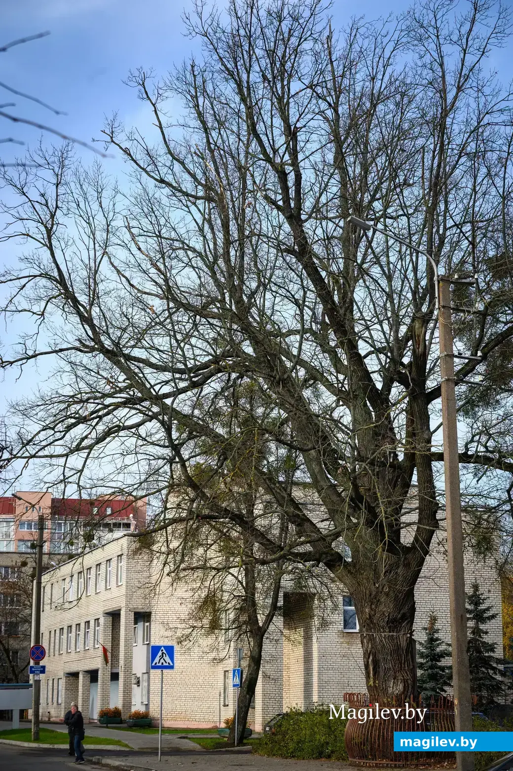 09.11.2022. Бабруйск. Дуб-волат на вуліцы Гоголя