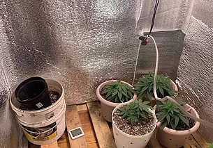 В Бобруйске ликвидирована нарколаборатория