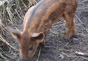 Зааненский козлик, перепела и кролики-великаны: новая подборка объявлений