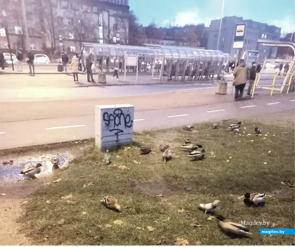 05.11.2022, Белосток. На такие «художества» натыкаешься на каждом шагу. Фото автора.