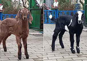 «Молоко от них вкусное, без запаха козла». Как бобруйчанин держит коз редкой породы