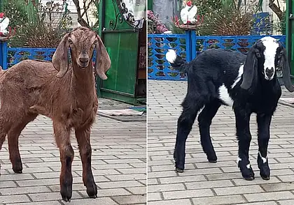 «Молоко от них вкусное, без запаха козла». Как бобруйчанин держит коз редкой породы