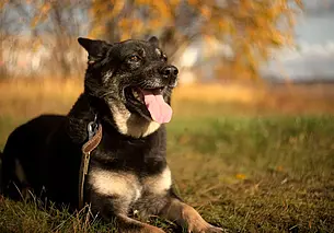 Джули, Оникс, Перчик: подборка объявлений о тех, кому нужен дом