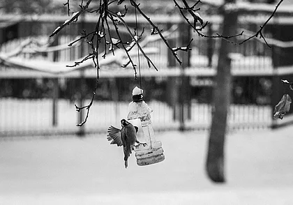 Чтобы весной защебетали. Как правильно поддержать птиц зимой