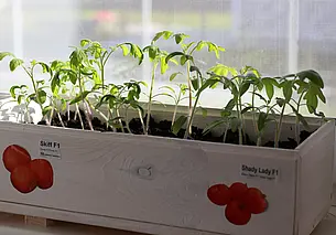 Как пересадить рассаду томатов: правила для мощного корня, крепкого стебля и хорошего урожая